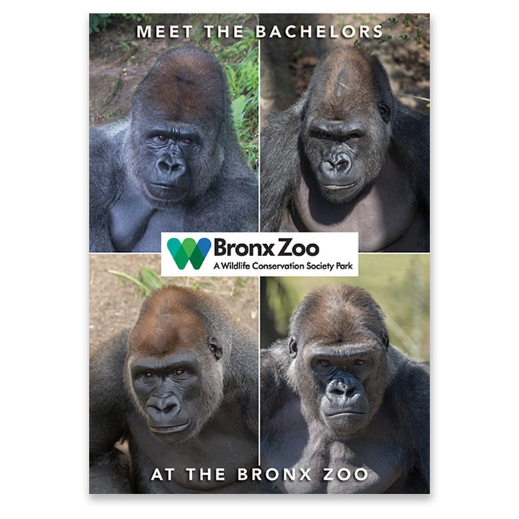 Bronx Zoo Postcard